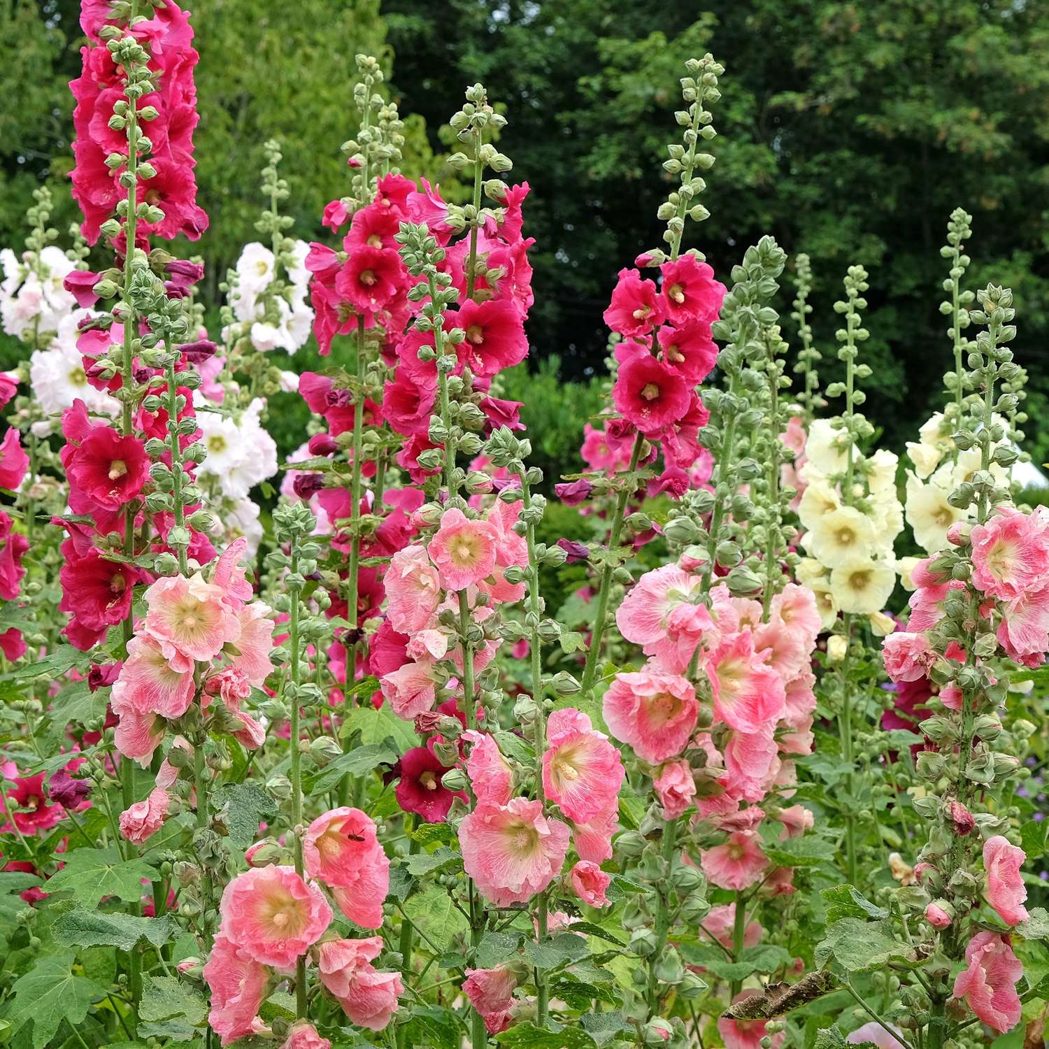 Rose trémière 'Mix Single' (graines)